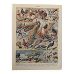 Planche illustre sur les oiseaux (de basse - cour et volire) - 1930