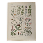 Planche illustr�e sur les plantes digestives - 1950