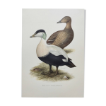 Planche oiseaux années 60 - eider à duvet - illustration ornithologique vintage Planche oiseaux années 60 - eider à duvet - illustration ornithologique vintage