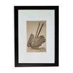 Planche ornithologique originale   l'argus   - buffon 1838