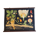 Planche pédagogique fraisier 1900 Planche pédagogique fraisier 1900