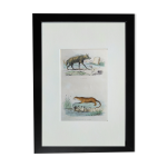 Planche zoologique originale   hyne & loutre du canada - buffon 1940