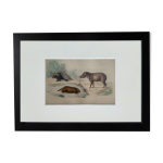 Planche zoologique originale porc - épic, urson, tapir - buffon 1838 Planche zoologique originale porc - épic, urson, tapir - buffon 1838