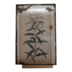 Plaque maille verveine citronelle