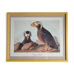 Reproduction vintage d'aprs jean - jacques audubon, ornithologie, macareux hupp