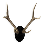 Trophe de chasse