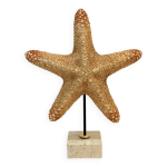 Xxl Étoile de mer naturelle vintage sur socle marbre cabinet de curiosités Xxl Étoile de mer naturelle vintage sur socle marbre cabinet de curiosités