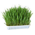 100 g herbe pour rongeur