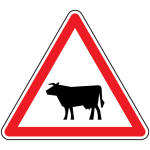 Panneau routier attention aux bovins a15a1