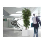 Greenmood arbre stabilis eucalyptus nicoly (pls dimensions)