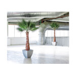 Greenmood arbre stabilis� washingtonia palm tree ? 1, 40 m