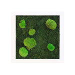 Greenmood cadre vgtal carr mousses island (pls dimensions)