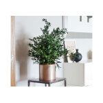 Greenmood plante stabilise parvifolia 70 cm