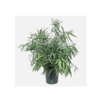Naturall green plante stabilise eucalyptus en pot nicoly ? 70 cm