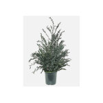 Naturall green plante stabilise eucalyptus en pot parvifolia ? 70 cm