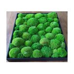 Volum agencement cadre vgtal en bois et mousse boule - 40 x 50 cm