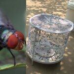 Cxw003 2 pi�ces pi�ge � mouches tueur de mouches domestique attrape - mouches