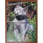 Poster 30 millions d'amis chien mabrouka / chat le chartreux Poster 30 millions d'amis chien mabrouka / chat le chartreux