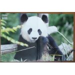 Poster pandas - zoo parc de beauval