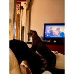 Tlviseur philips 32'' lcd  excellent tat  avec bote d'origine