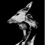 Ventre univers 'reve' cd 5t : cosmic belly, tu brilles, fer, hotaru kana, black crow