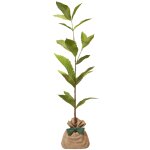 Arbre � offrir ch�taigner commun - r�silience et g�n�rosit�