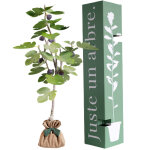 Arbre � offrir figuier - g�n�rosit� et douceur