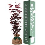 Arbre � offrir erable du japon - s�r�nit� et transformation