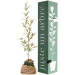 Arbre � offrir saule blanc - flexibilit� et r�silience