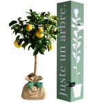 Arbre � offrir citronnier des 4 saisons - chance et prosp�rit�