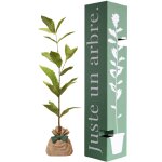 Arbre � offrir ch�taigner commun - r�silience et g�n�rosit�