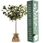 Arbre � offrir prunier quetsche d'alsace - authenticit� et fid�lit�