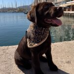 Bandana pour animaux camel leopard