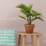 Frise adh�sive etoiles dor�es (5 m�tres)