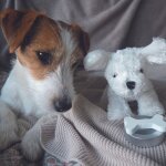 Petit chien avec son sac