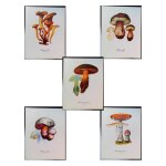 5 planches de dessins publicitaires vitathion: champignons lot 6