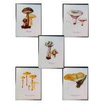 5 planches de dessins publicitaires vitathion: champignons lot 7