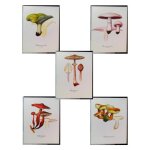 5 planches de dessins publicitaires vitathion: champignons lot 9