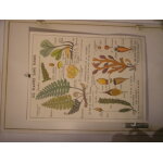 Affiche scolaire, la maison des instituteurs - les plantes sans fleurs - le bl�, les gramin�es