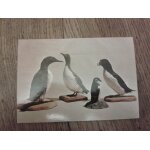Alcid�s: guillemots de troil, mergule nain, petit pingouin