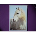Les amis du cheval et de la nature - photo serge farissier - etalon camargue