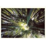 Anduze : la bambouseraie, bambous g�ants (ref 9521)