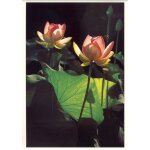 Anduze, la bambouseraie, fleurs de lotus (ref 9302)