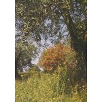 L'arbre de jude et l'olivier dans le nyonsais (drme)