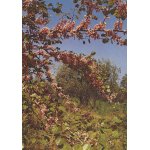 L'arbre de jud�e et l'olivier dans le nyonsais (dr�me)