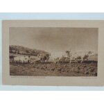 Attelage de boeufs labourage nivernais Attelage de boeufs labourage nivernais