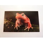 Autocollant jungle mania auchan n130 grenouille tomate de madagascar