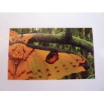 Autocollant jungle mania auchan n132 papillon com�te m�le 2