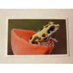 Autocollant jungle mania auchan n59 grenouille fraise