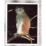 Autocollant panini - wwf - animaux a sauver - n 127 singe